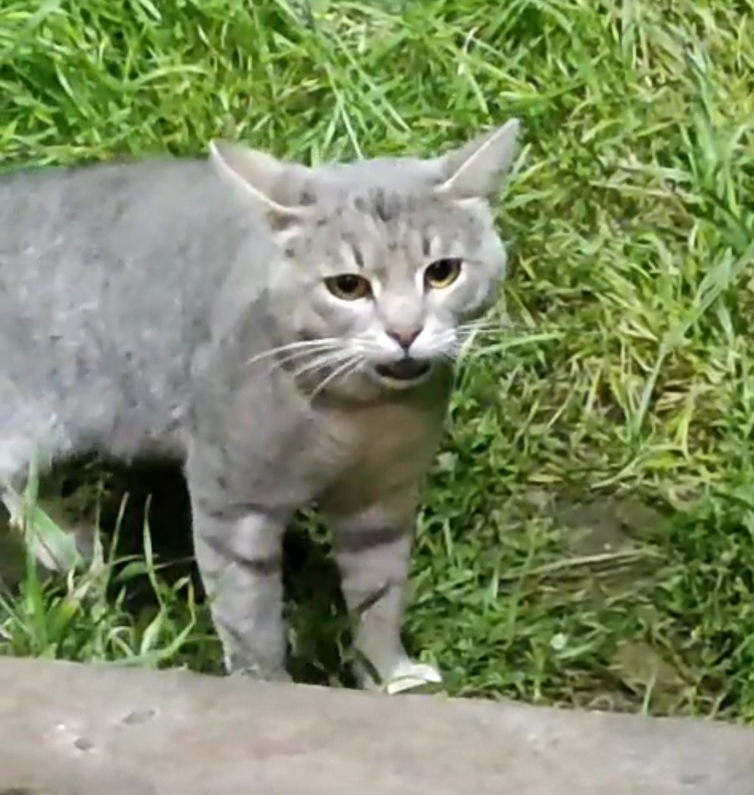 Мяукает, но боится