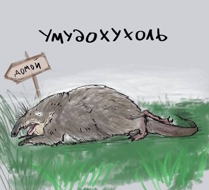 Вот такой я приехала вчера домой после операции сына. И за весь вечер только приготовила ужин (спагетти и свинину с грибами в сливочном соусе). В остальном лежала на кровате в виде того самого умудохухоля). 