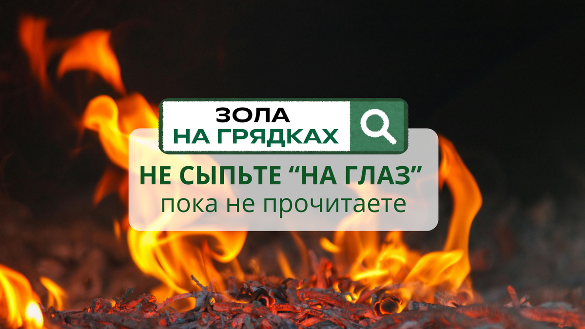 ЗОЛА - это НЕ ПРОСТО ПЕПЕЛ!
