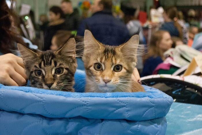 Обложка © Life.ru