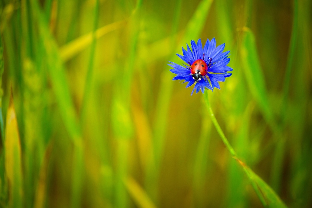 pixabay.com