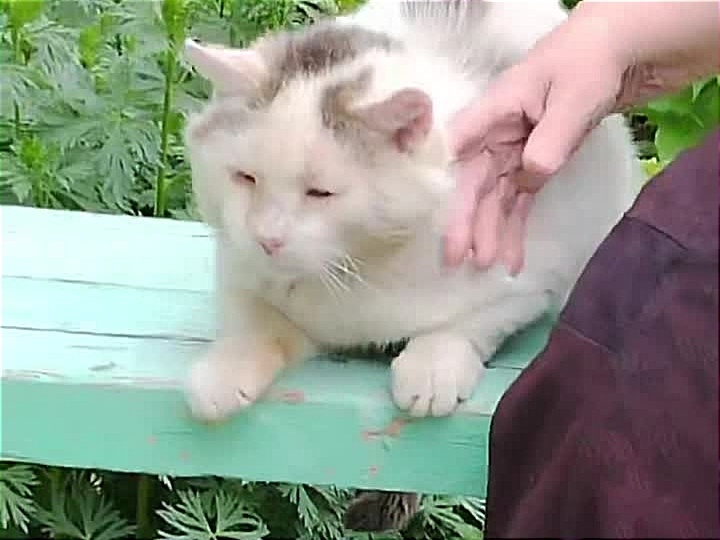 Кот абсолютно ручной и беспомощный. Таким трудно выживать на улице