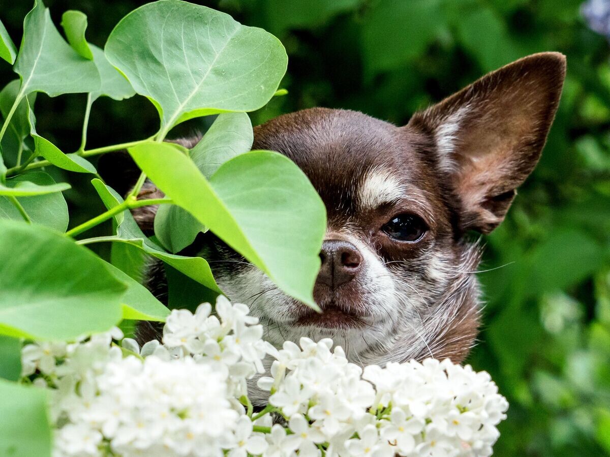    Собака возле цветущего куста сирени в одном из парков в Санкт-Петербурге | © РИА Новости / Алексей Даничев