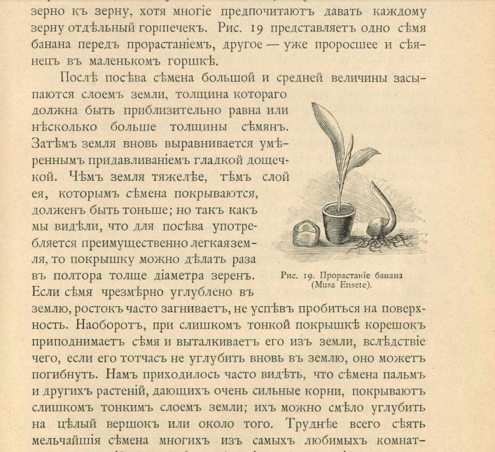 Макс Гесдёрфер «Комнатное садоводство», 1904 год