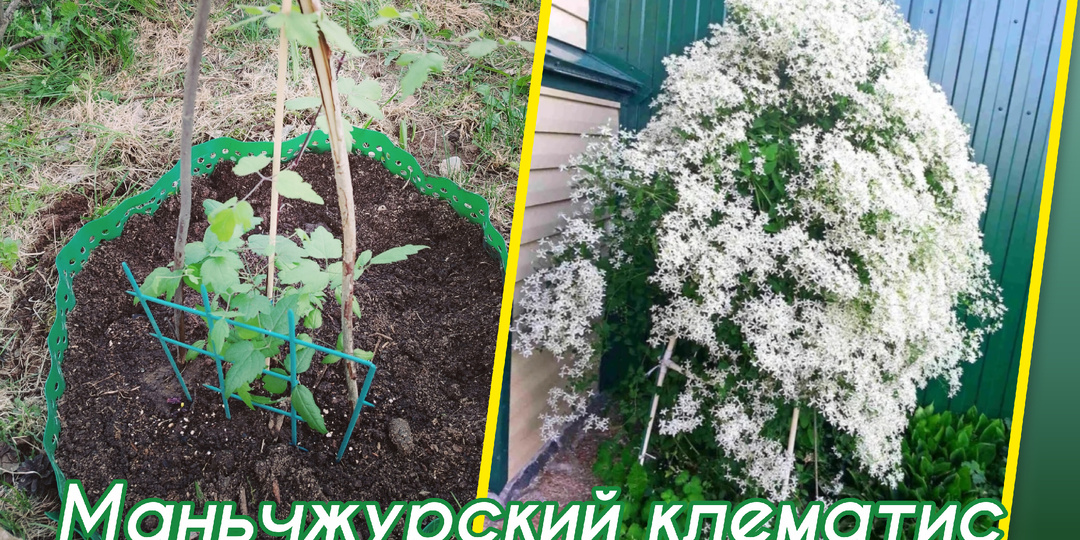 В Сибири в июне зацветают яблони и цветёт черемуха.