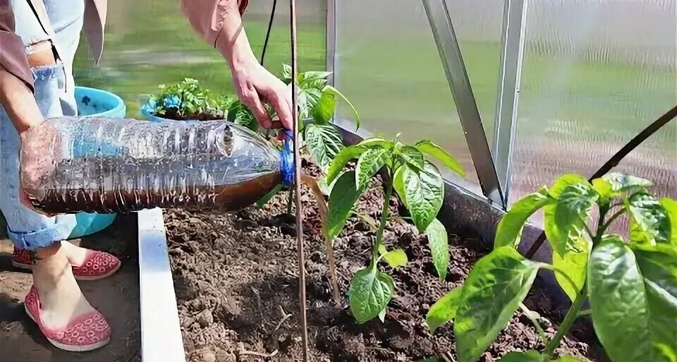 Сделайте это со сладким перцем в июне для большого урожая! Уход за перцем в июне.