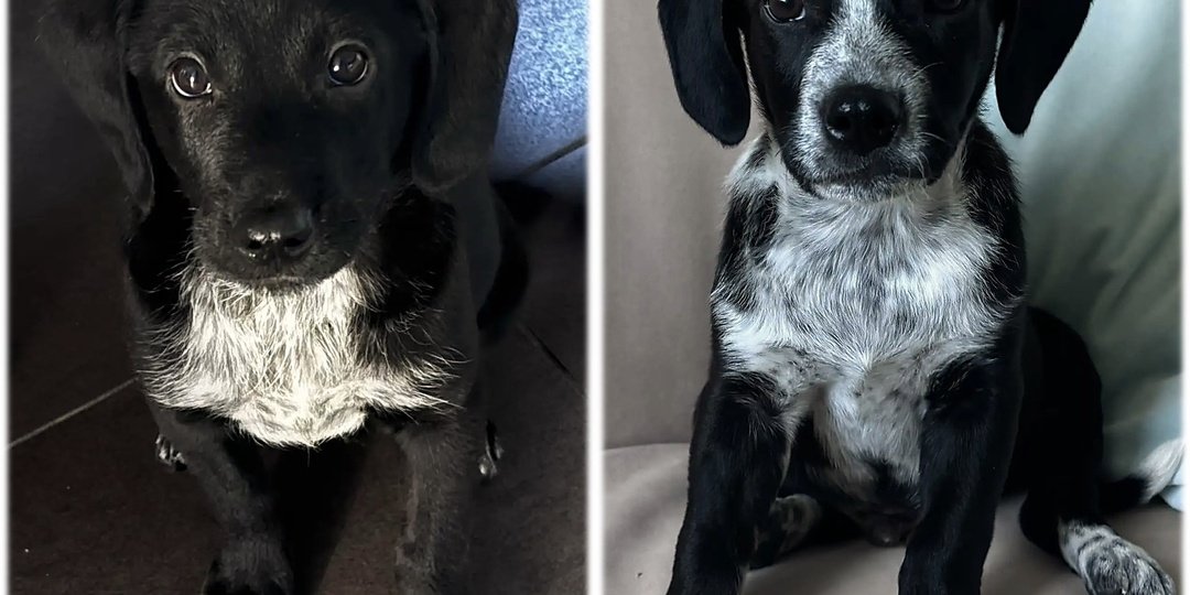 🐶🏡 Ищут дом отличные щенки! 🏡🐶