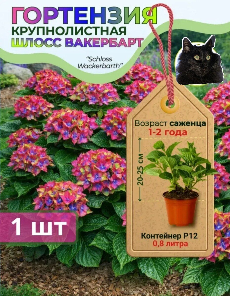 Та самая гортензия