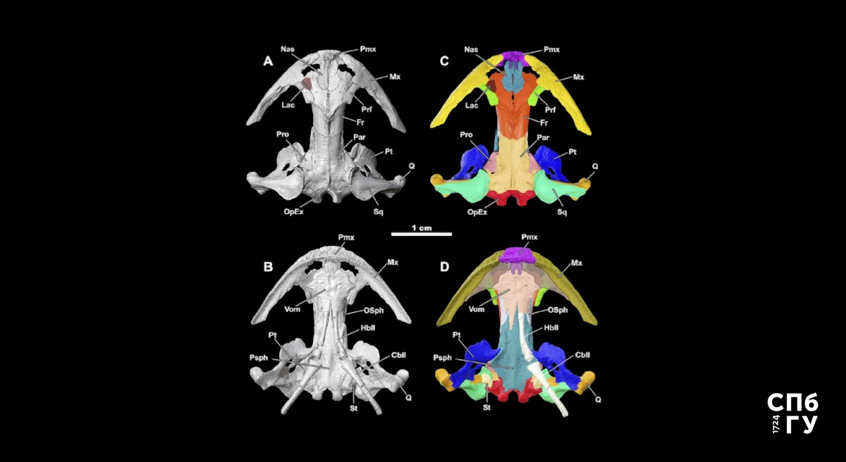 Модель черепа древней саламандры. Взято из Zoological Journal of the Linnean Society