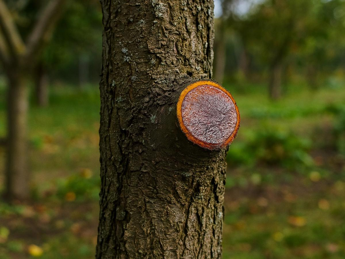 ecosever.ru
