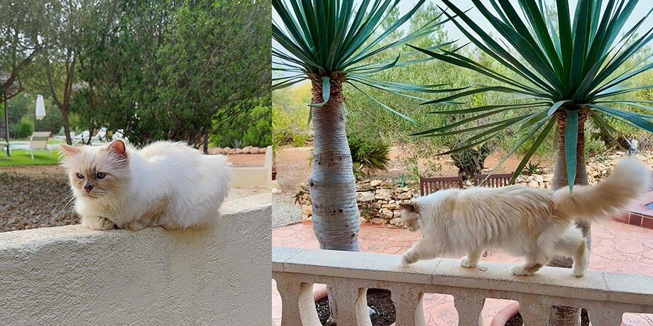    Фото: instagram.com (принадлежит Meta, признана экстремистской и запрещена на территории РФ)/choupetteofficiel