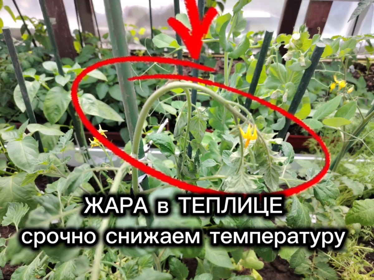 5 способов снизить температуру в теплице