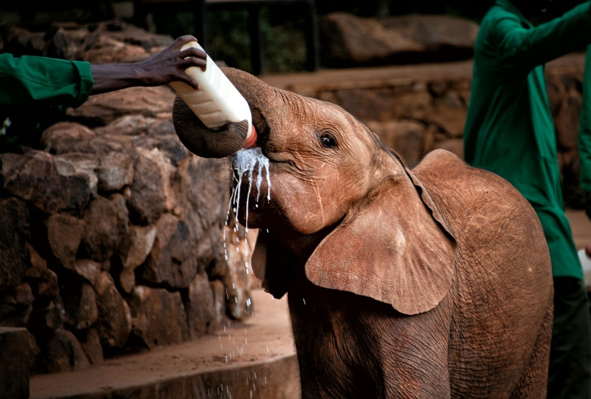 Для туристов в приюте выделяют буквально час — примерно в 11:00–12:00. Смотрители выводят слонят на площадку, кормят их из больших бутылок и рассказывают истории о каждом малыше. Фото: Terry Granger / Unsplash