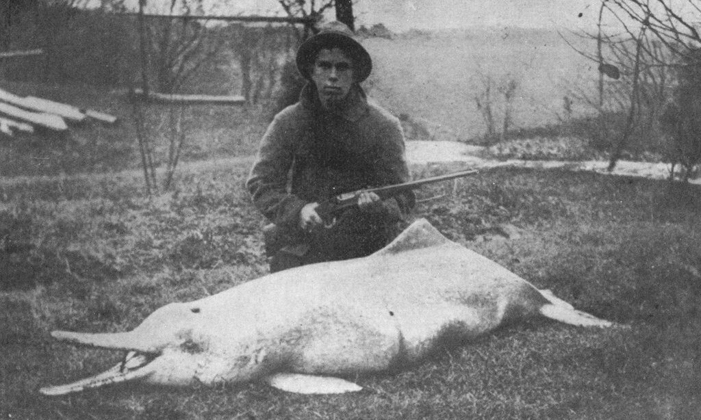 Дельфин убитый натуралистом Чарльзом Хоем в 1914 году
