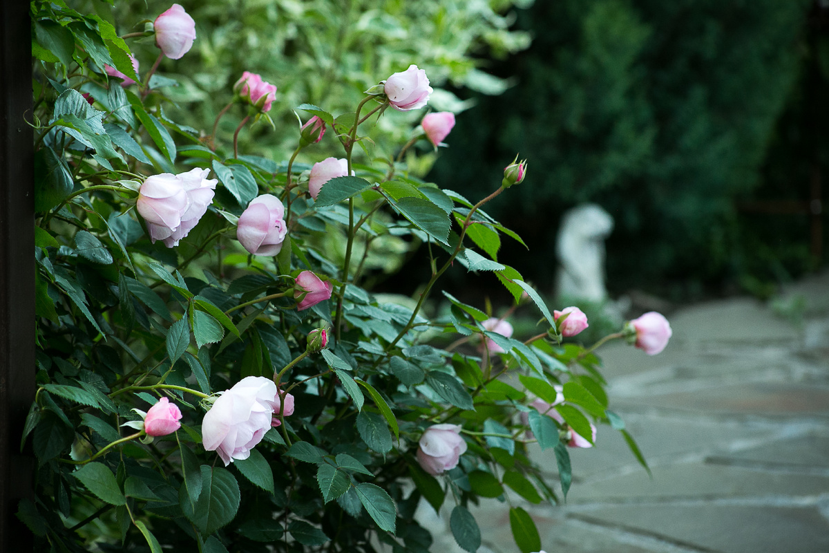Английская роза Olivia Rose. Автор фото Елена Якимова / Greenfingers