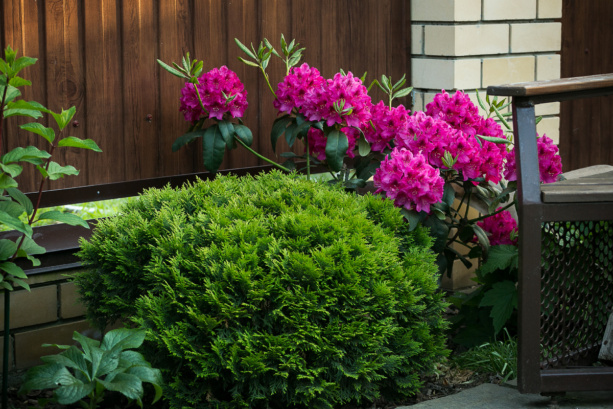 Рододендрон Nova Zembla. Автор фото Елена Якимова / Greenfingers