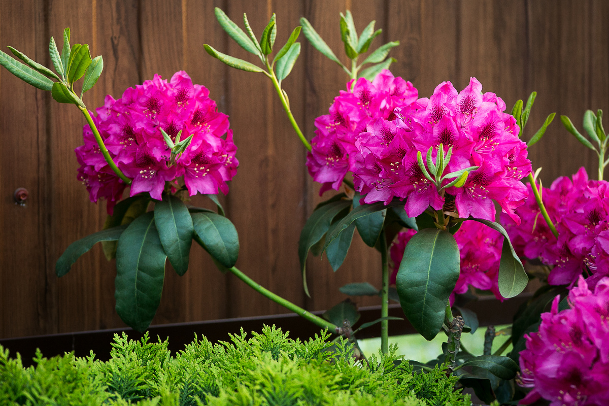 Рододендрон Nova Zembla. Автор фото Елена Якимова / Greenfingers