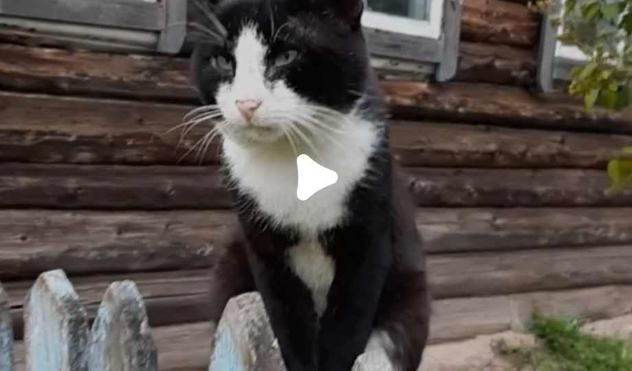Лиса пришла в огород, коту трендец...