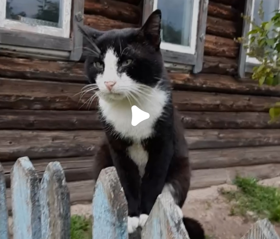 Мой Котик на своем котовьем столбе