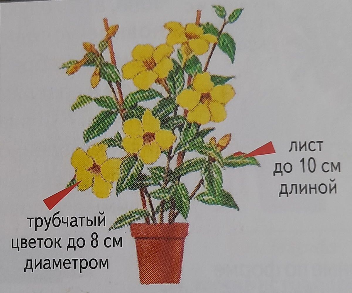 Фото автора канала