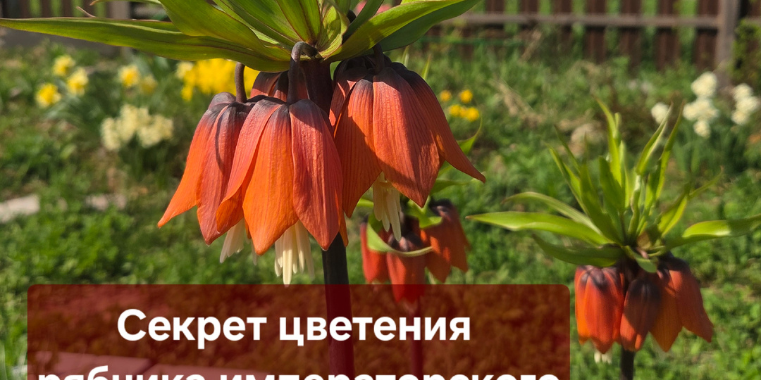Рябчик императорский: как заставить цвести капризного красавца 🌷👑
