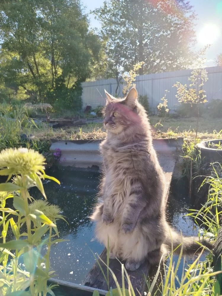 Кошка Гали
