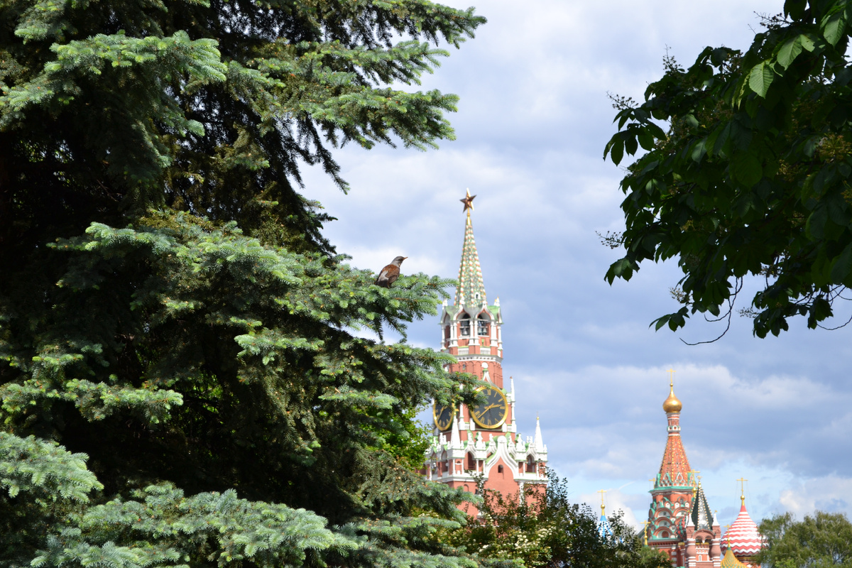 Москва, Кремль. Фото автора канала 