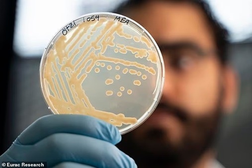    Исследователи из Eurac Research впервые получили подробную картину микроорганизмов, обитающих на мумифицированных останках Эци.Eurac Research