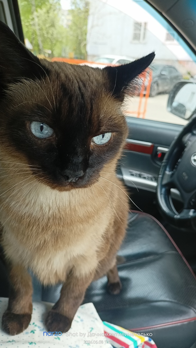Мой Тайсон