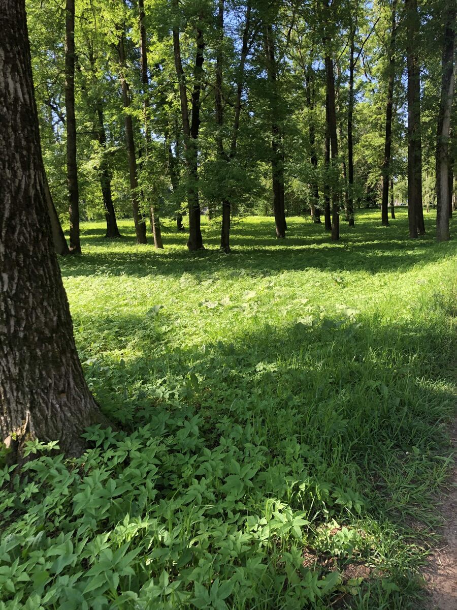 Утро в парке по дороге на дачу.