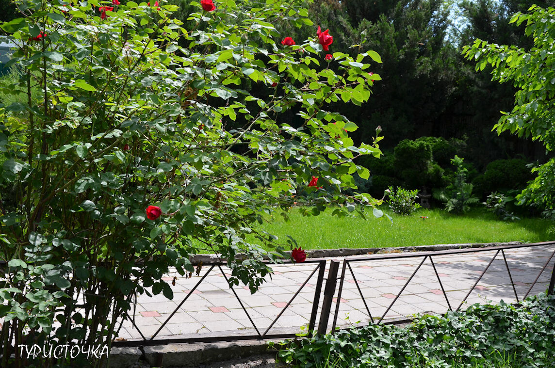 Так выглядела роза 23 мая