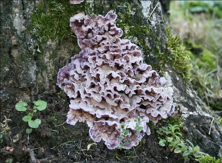 Chondrostereum purpureum (Хондростереум пурпурный) на дереве. Фото из свободных источников.