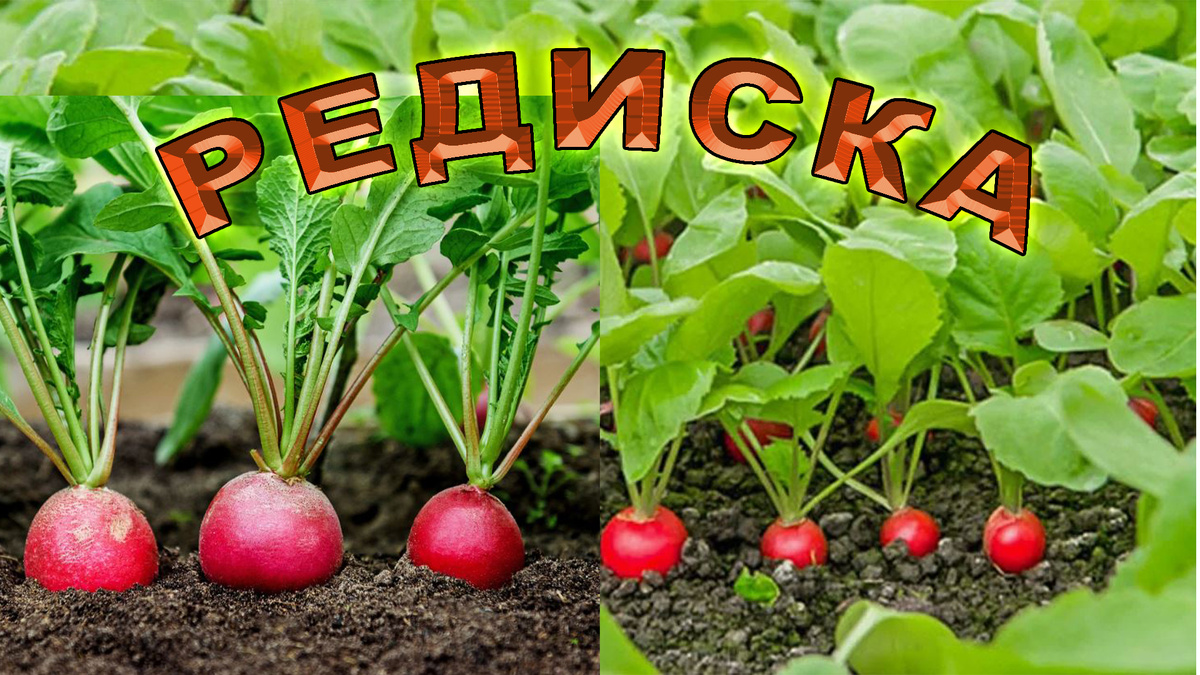 Редиска - 18 суток и урожай готов.