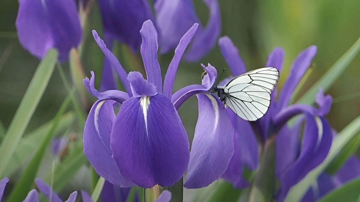    ирис   transsibinfo.com