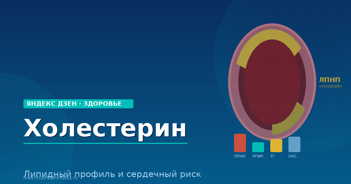 Холестерин: почему «плохой»