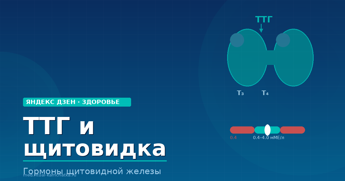 ТТГ повышен или понижен