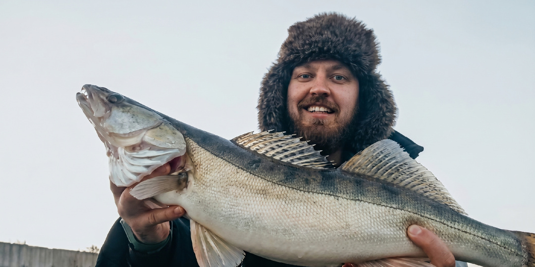 Обитатели наших водоемов. Судак.