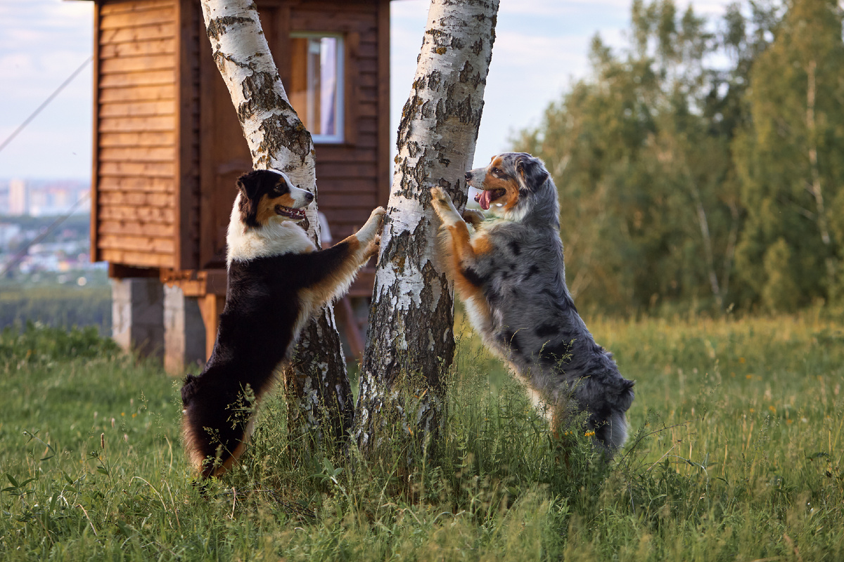 В гляделки играют