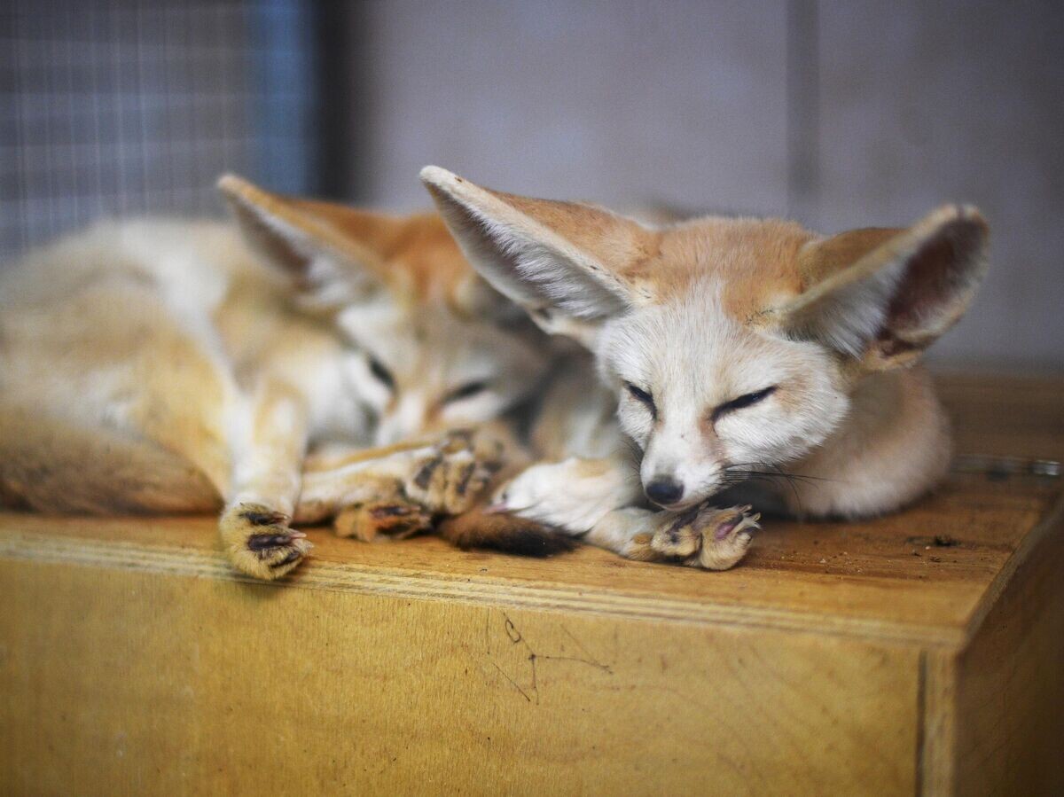    Фенеки в подмосковном центре передержки животных | © РИА Новости / Рамиль Ситдиков