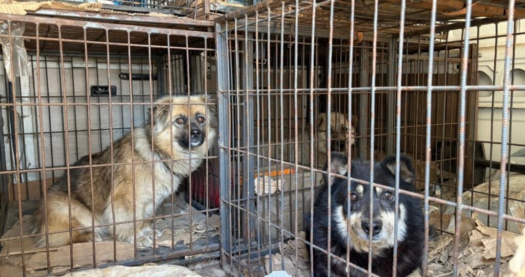 Рейд по отлову бродячих собак прошел в Новосибирской области