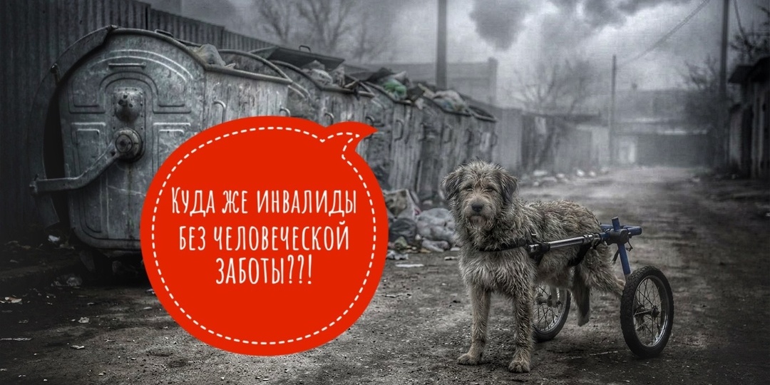 Отчаянно, почти сдавшись, мы продолжаем собирать на аренду!