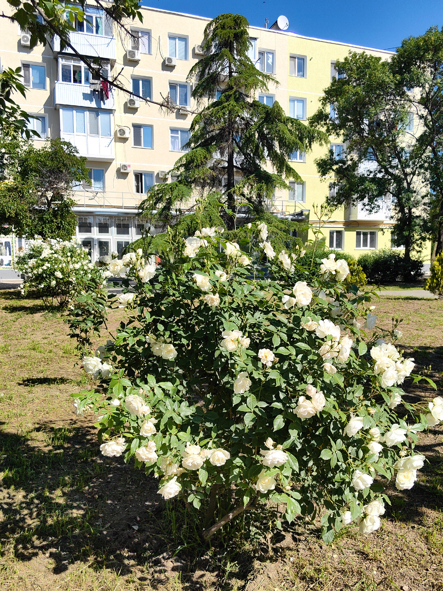 Коктебель. 5 июня 2026г. Фото автора канала