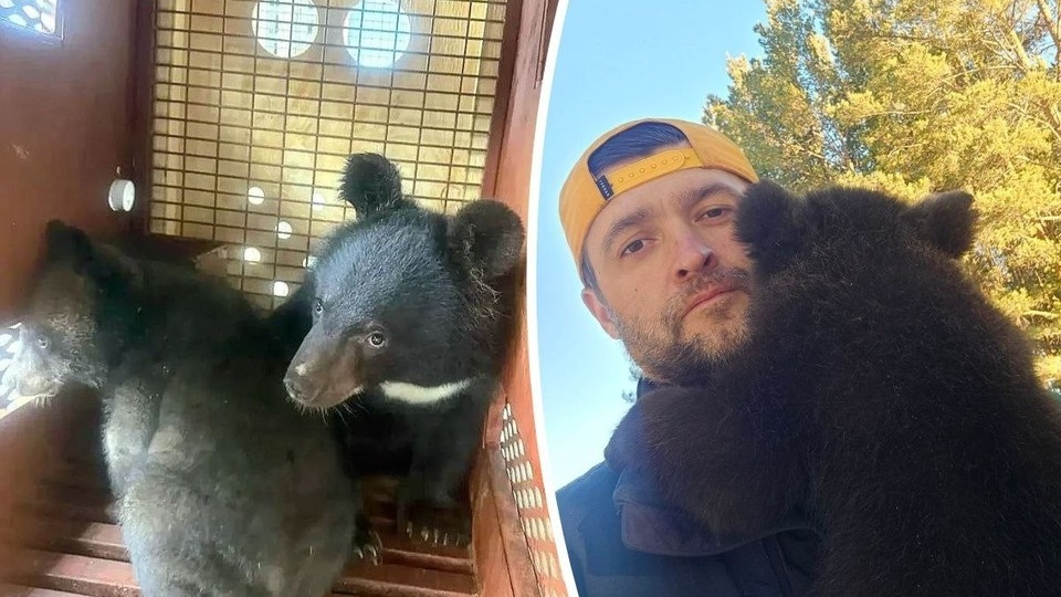 «Их мама погибла от рук человека»: гималайских медвежат из Владивостока отправили зоозащитнику Кириллу Потапову