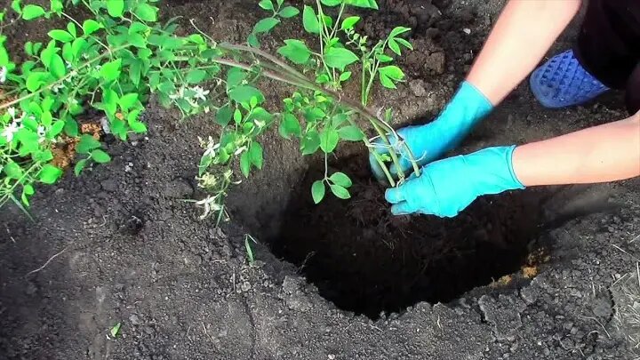 Идеальная посадочная яма для клематиса: пошаговая инструкция с размерами, слоями и составом грунта