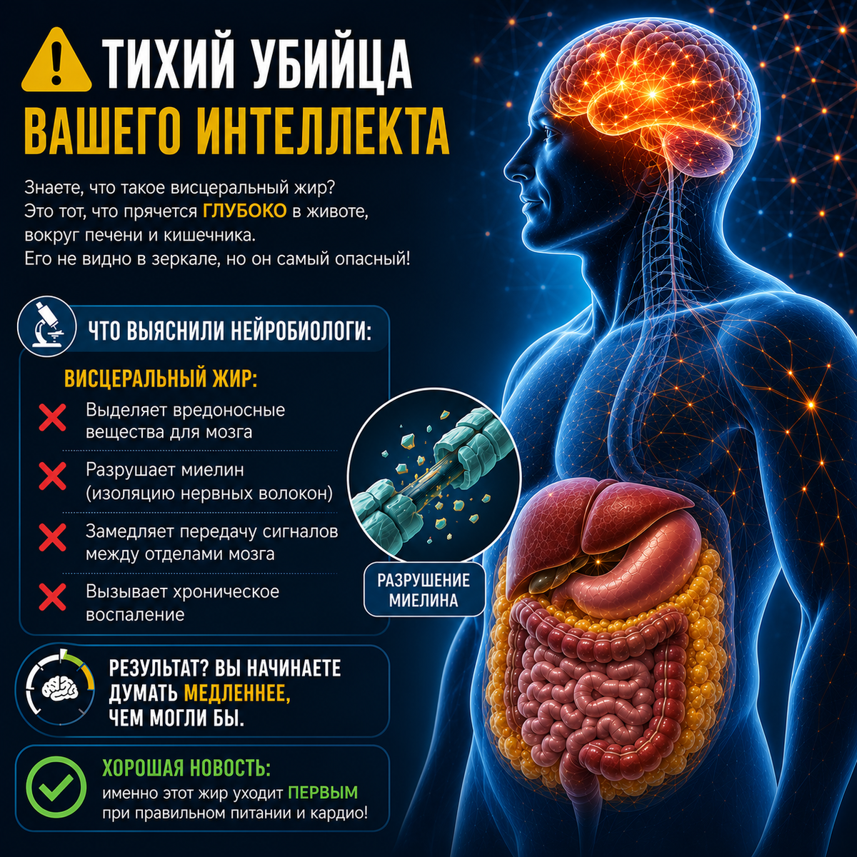 Инфографика Влияние жира на мозг