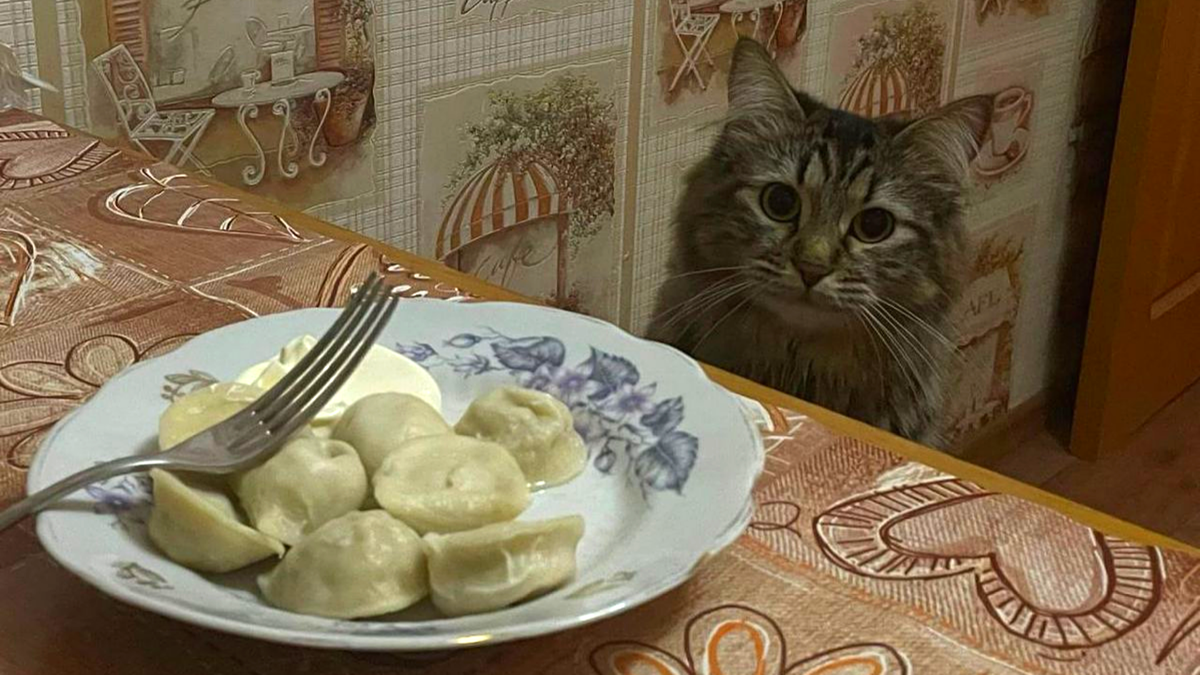 А где моя вилка?
