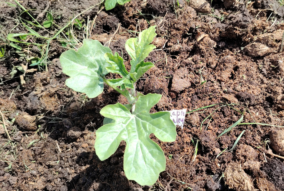 Сахарная молния