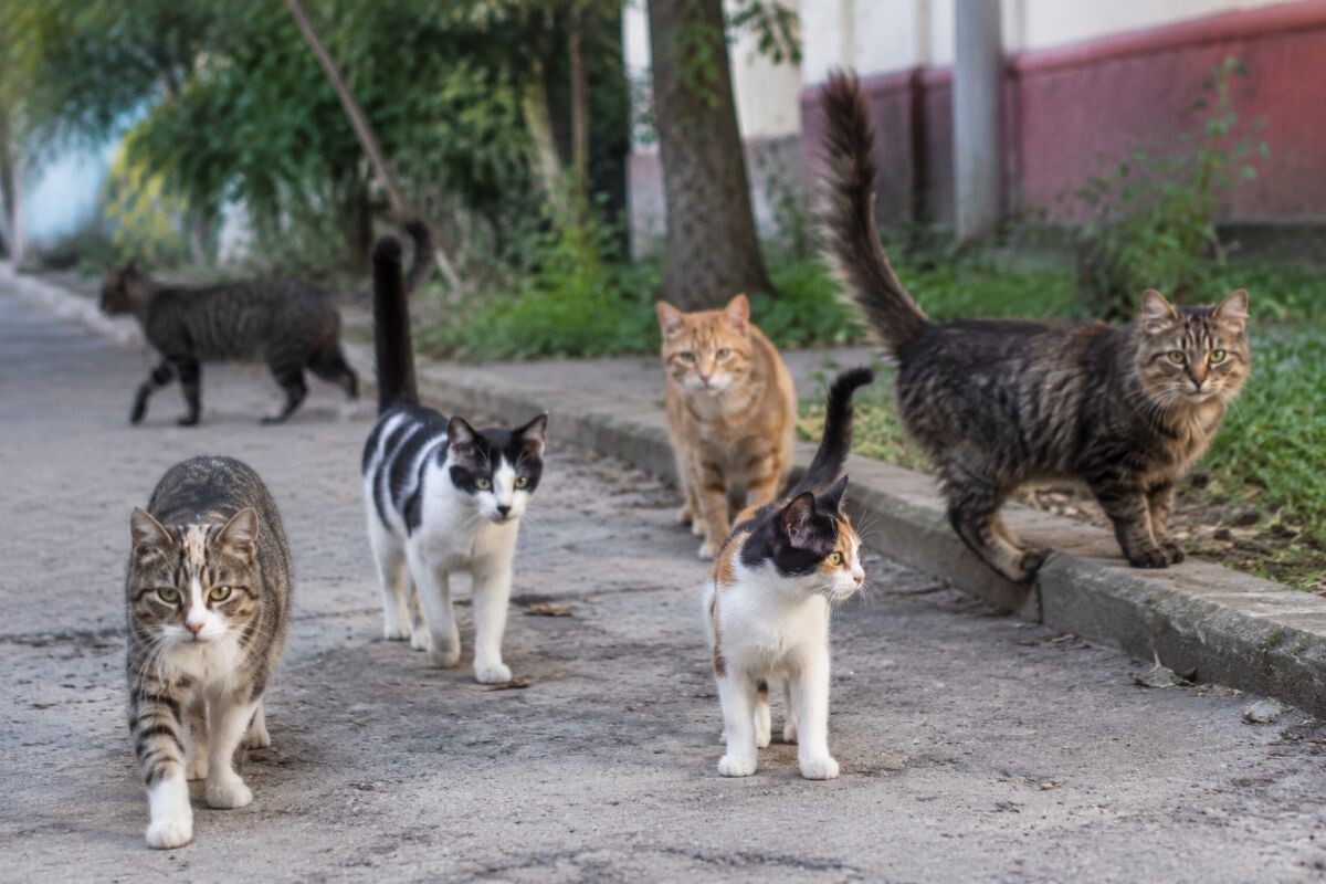 Болезни, которые никто не лечит, — одна из главных причин короткой жизни уличных котиков. Источник: нейросеть📷
