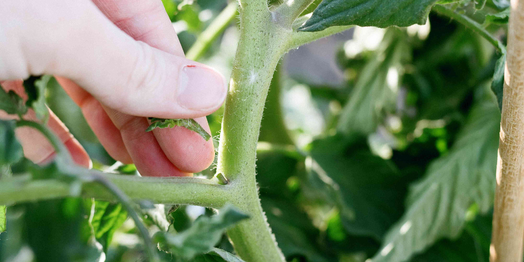 🍅 Пасынкование томатов: как формировать куст, чтобы получить хороший урожай