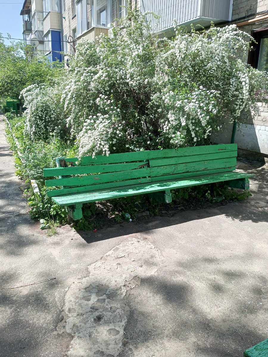 Наш двор -людей и котов. И никого нет -каникулы!